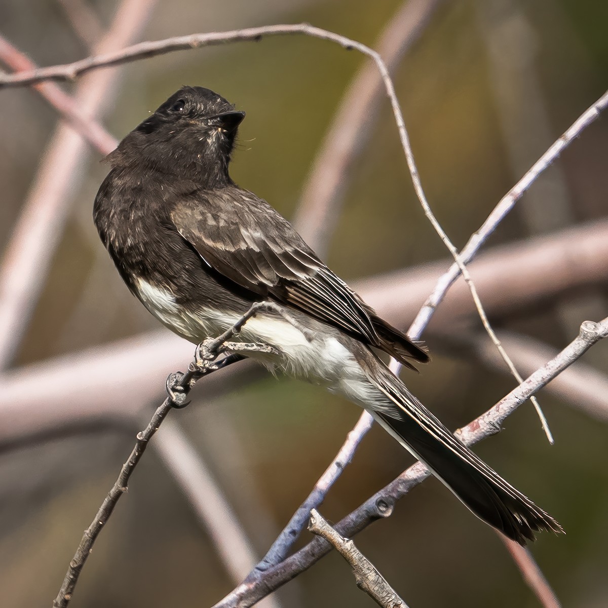 Black Phoebe - Paul LaFrance