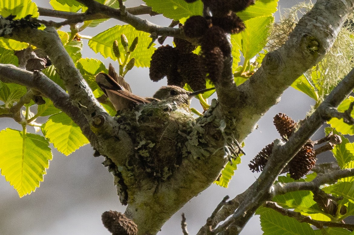 Colibrí de Allen - ML560135301