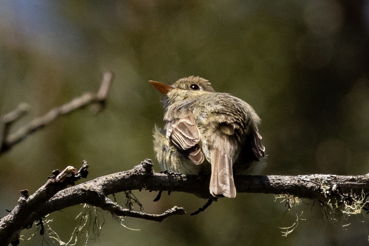 Western Flycatcher (Pacific-slope) - Roger Adamson