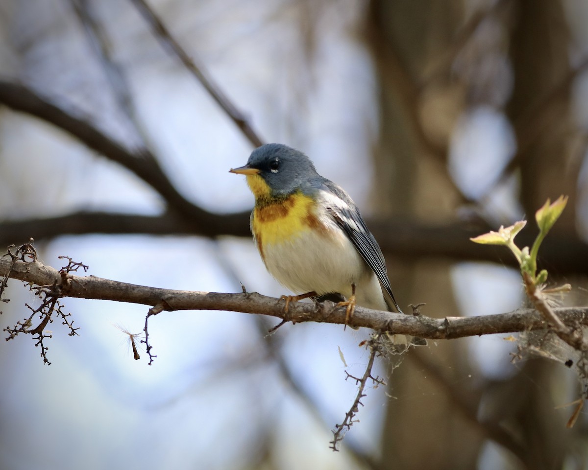 Northern Parula - ML560136231