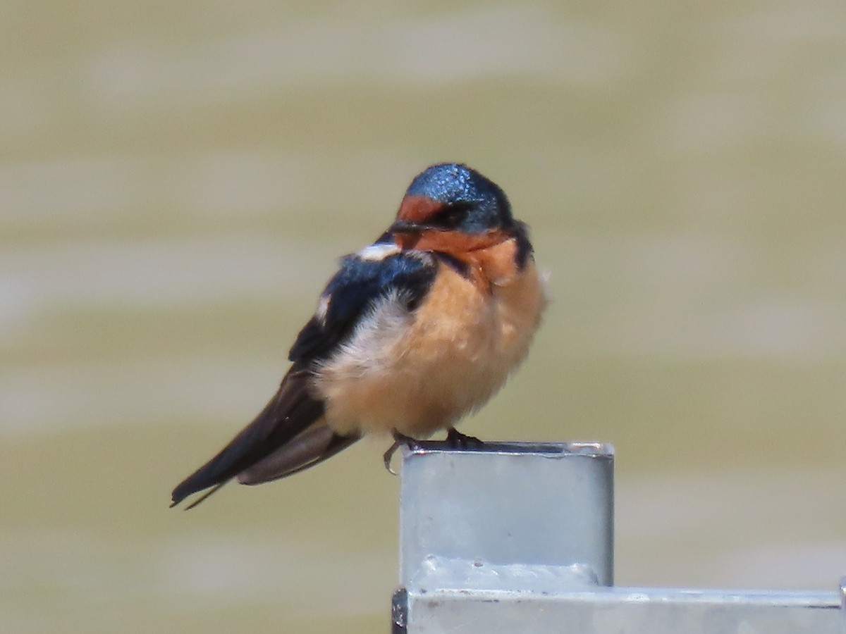 Barn Swallow - ML560136401