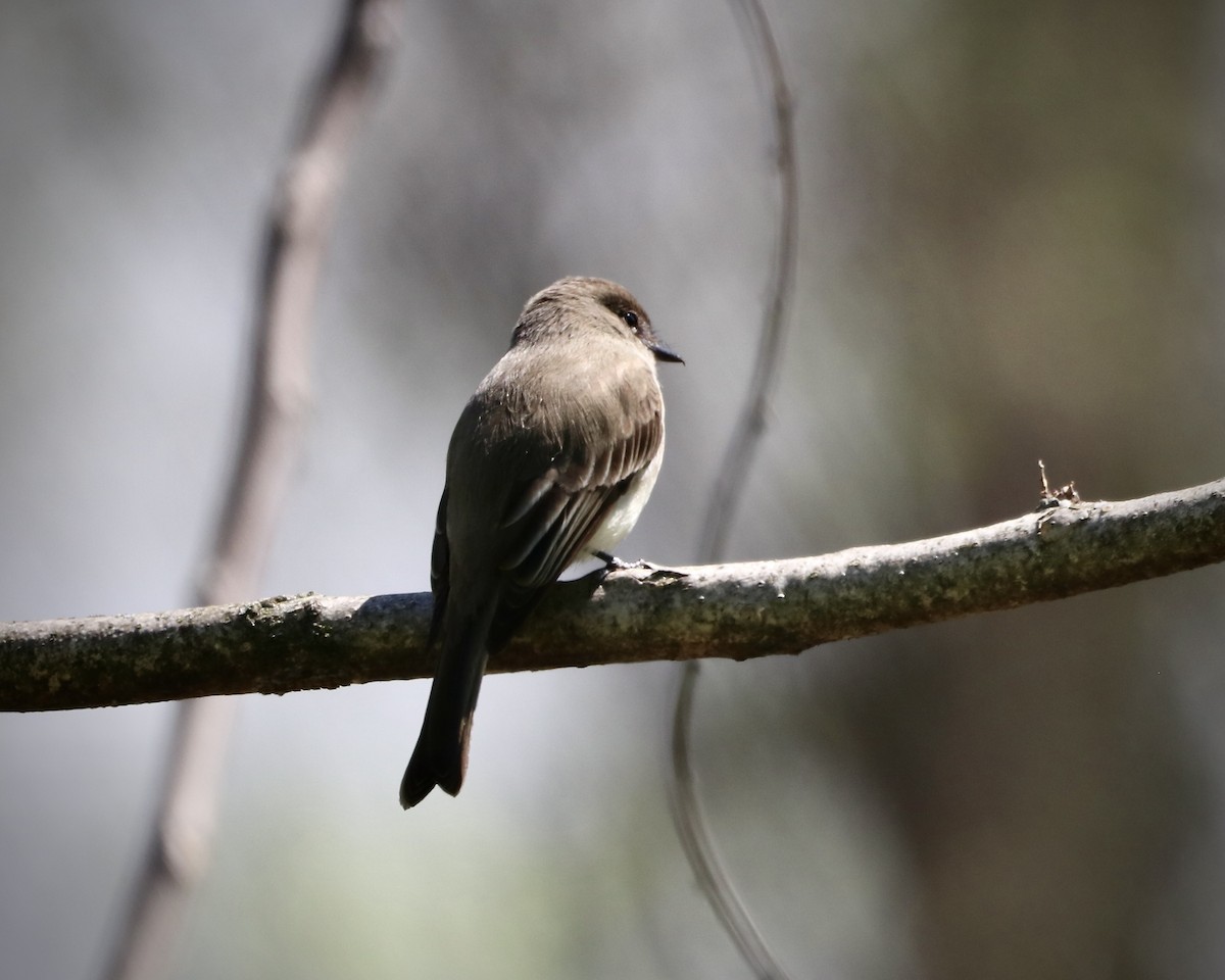 Eastern Phoebe - Rick&Peggy Price