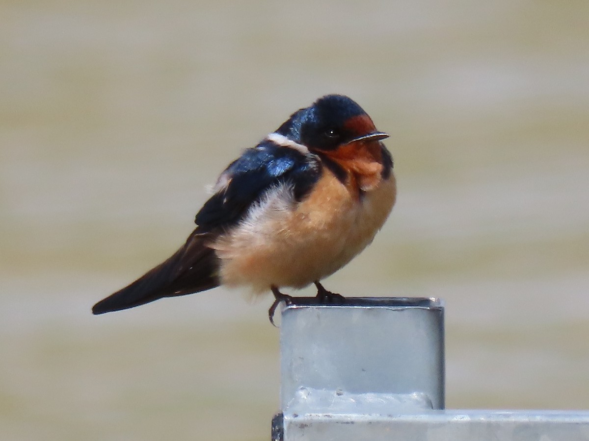 Barn Swallow - ML560136541