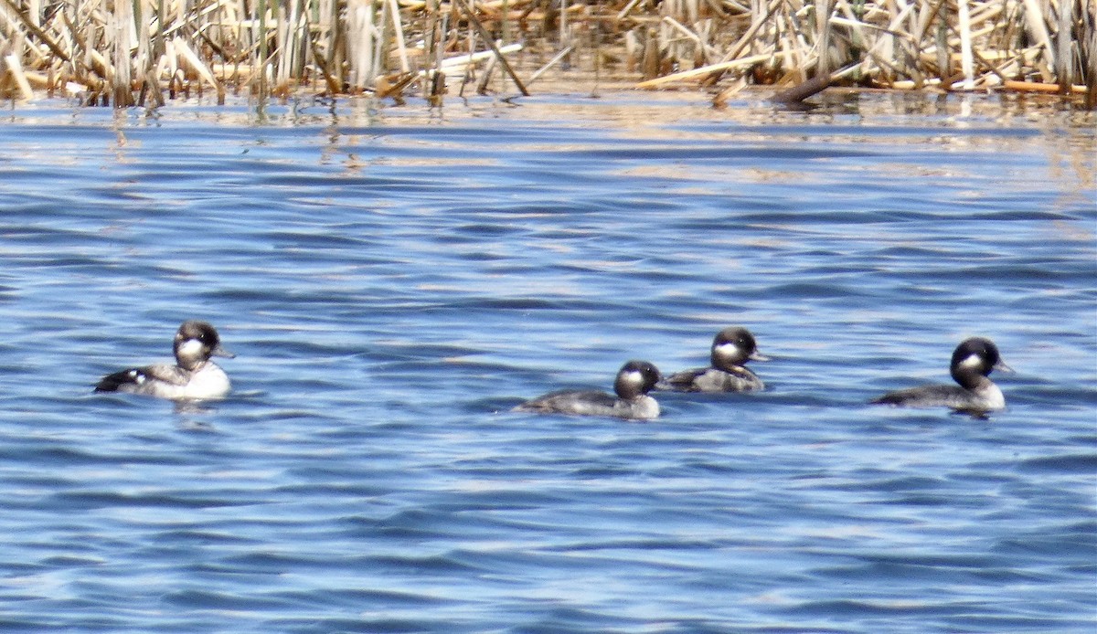 Bufflehead - ML560136761