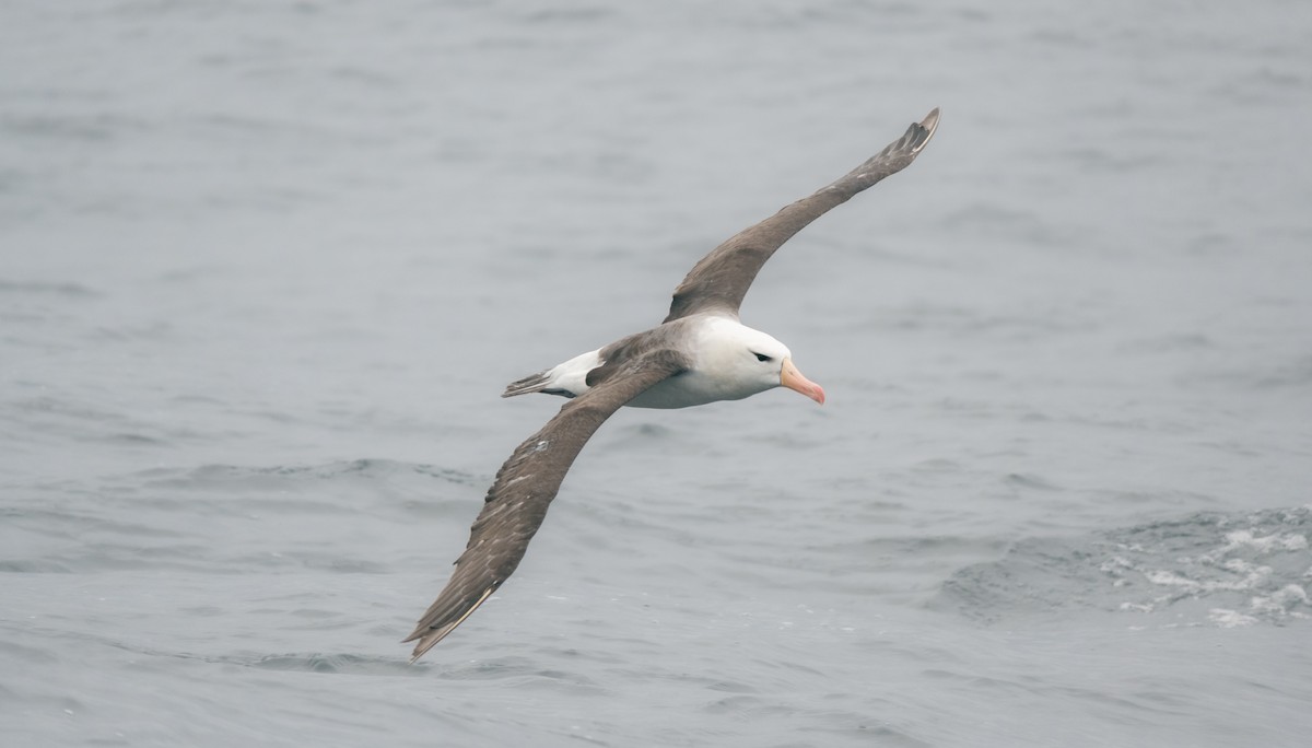 Black-browed Albatross - ML560137091
