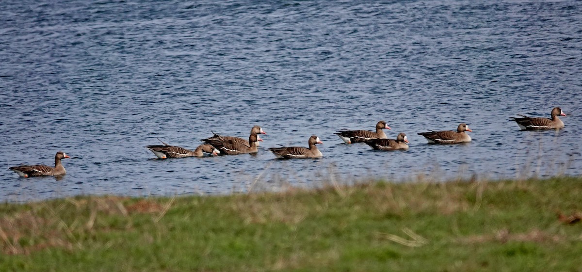 Greater White-fronted Goose - ML560137241
