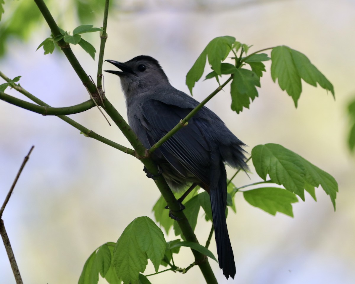 Gray Catbird - ML560137731