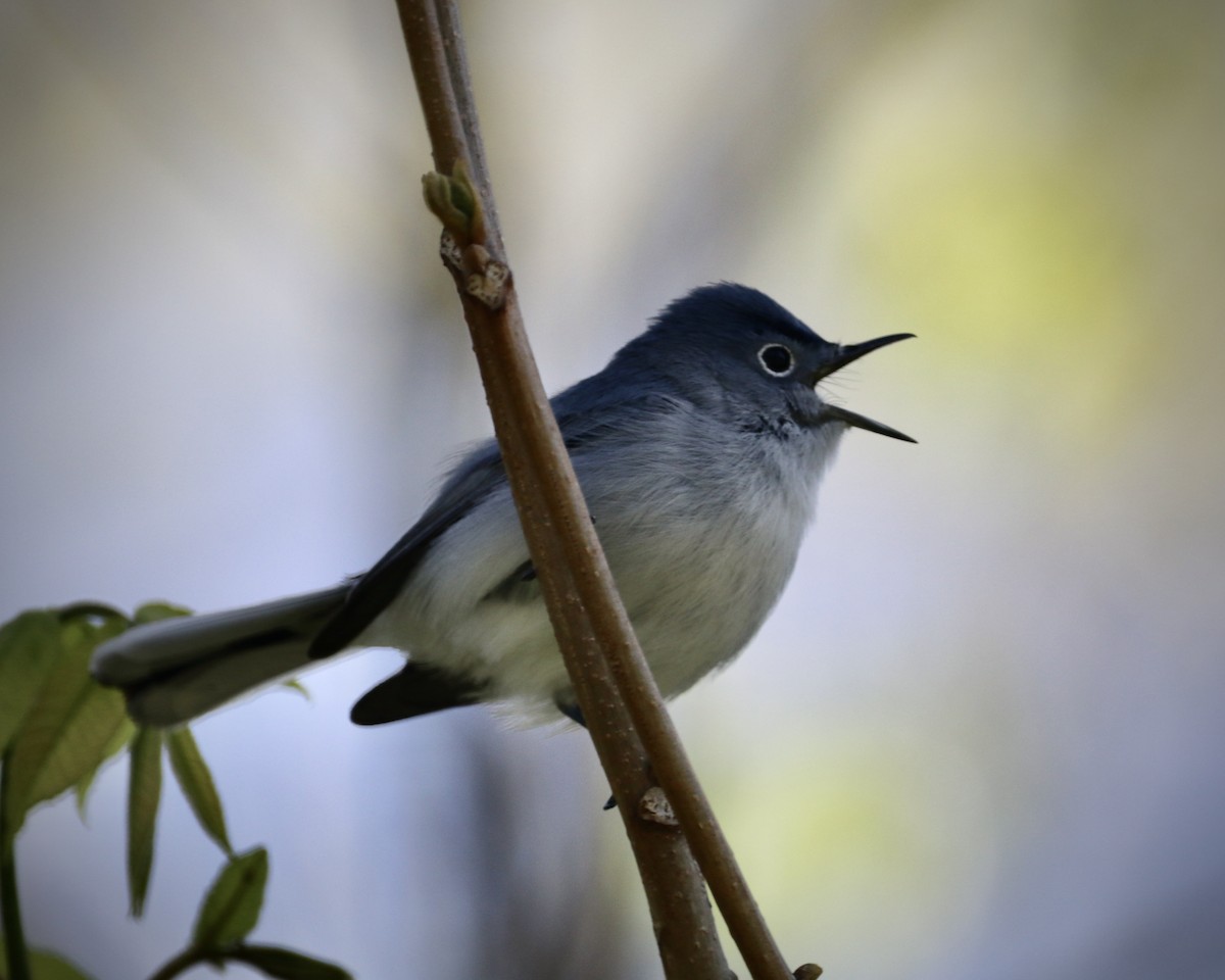 Blue-gray Gnatcatcher - ML560137801