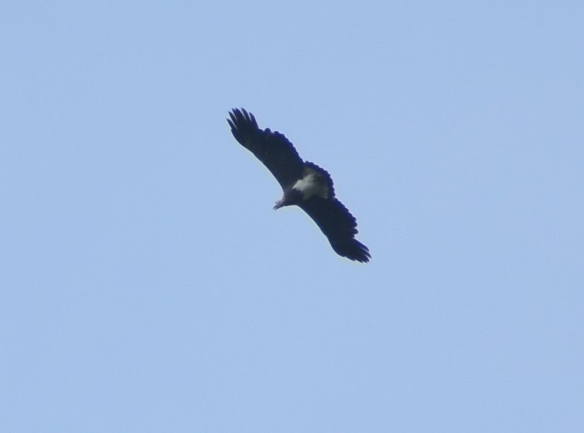 Lesser Fish-Eagle - ML560138261