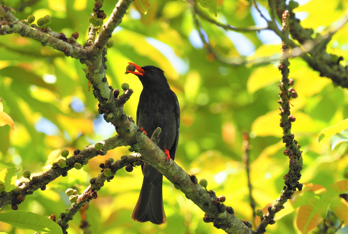 Black Bulbul - ML560138931