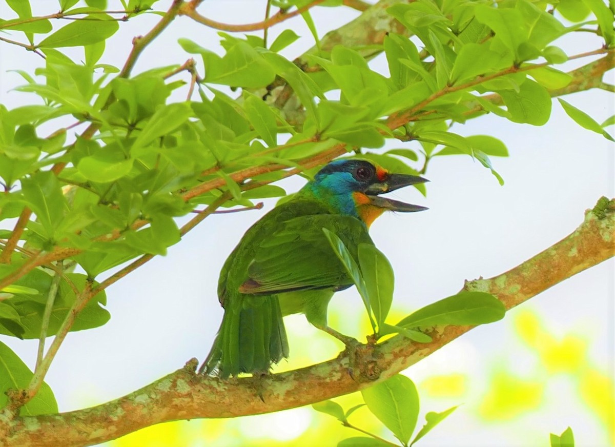 Taiwan Barbet - ML560139751