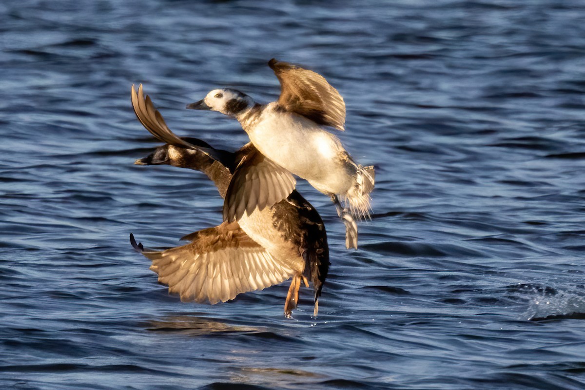 Long-tailed Duck - ML560139881