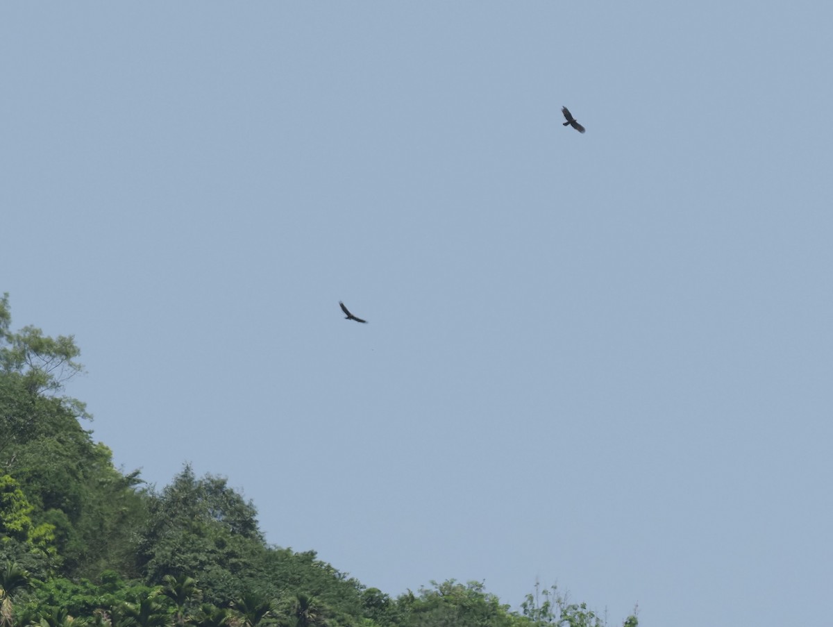 Crested Serpent-Eagle - ML560140251