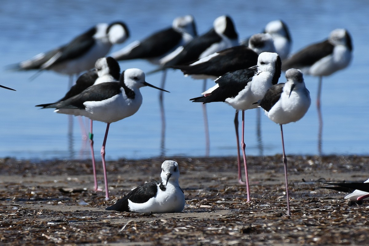 Pied Stilt - Terence Alexander