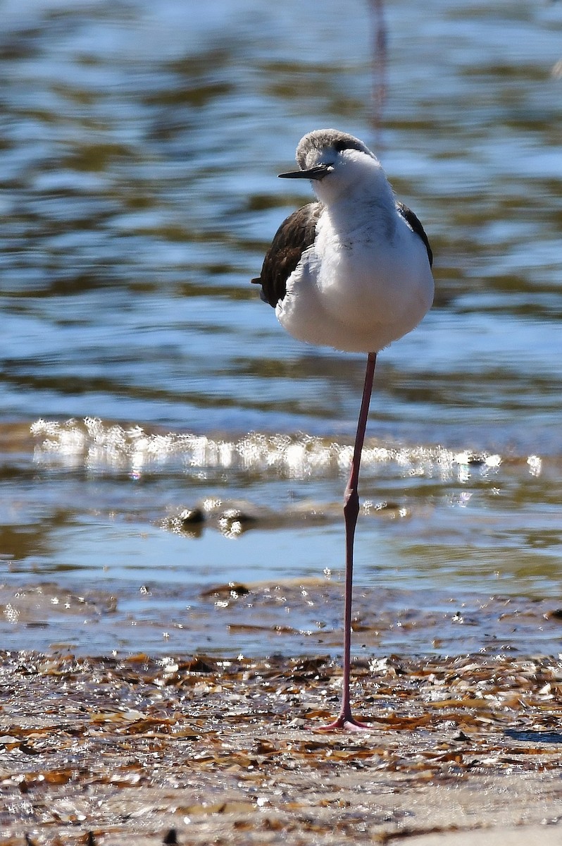 Pied Stilt - Terence Alexander