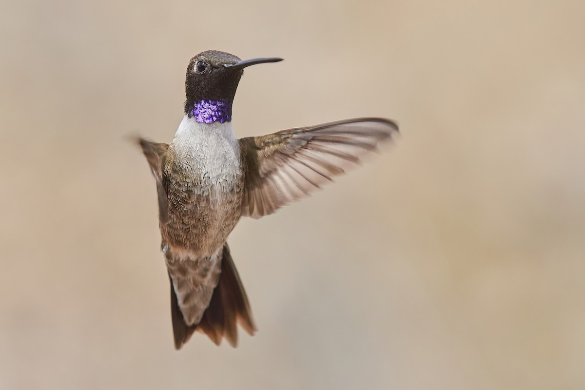 Black-chinned Hummingbird - Grigory Heaton