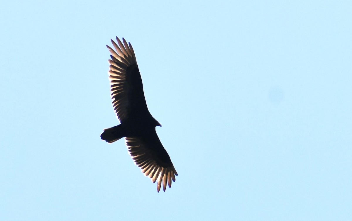 Turkey Vulture - ML560142611