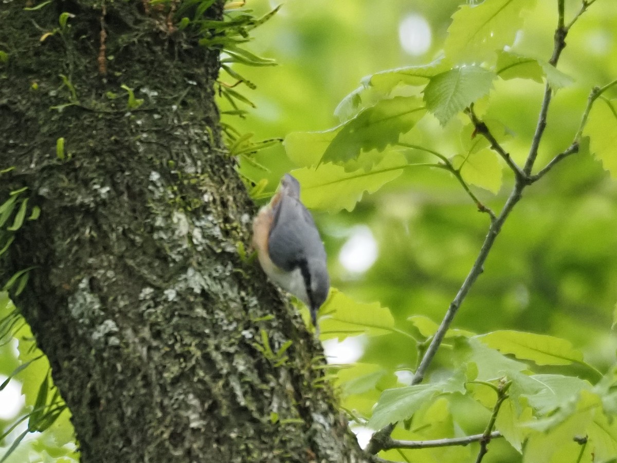 Eurasian Nuthatch (Buff-bellied) - ML560142791