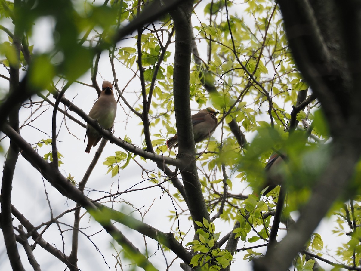 Japanese Waxwing - ML560142831