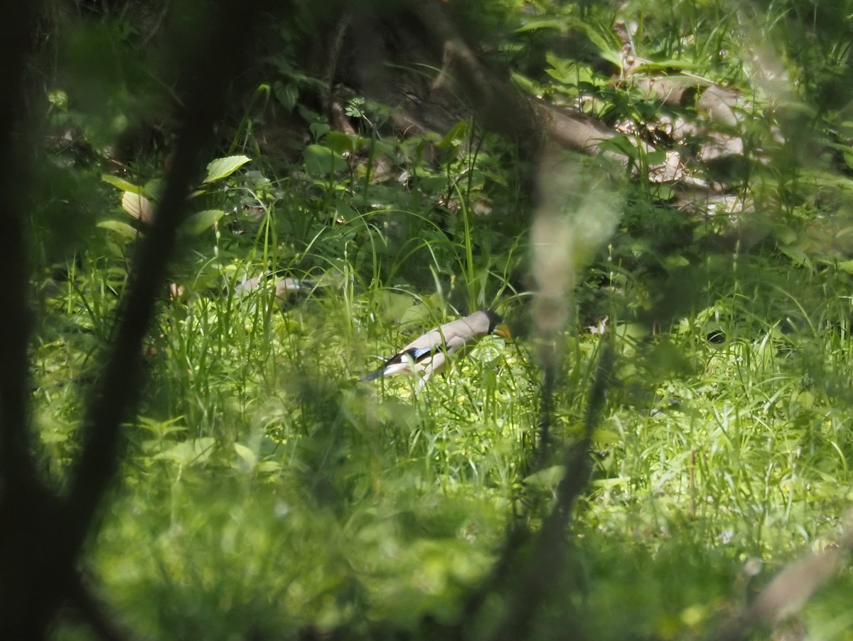 Japanese Grosbeak - ML560142911