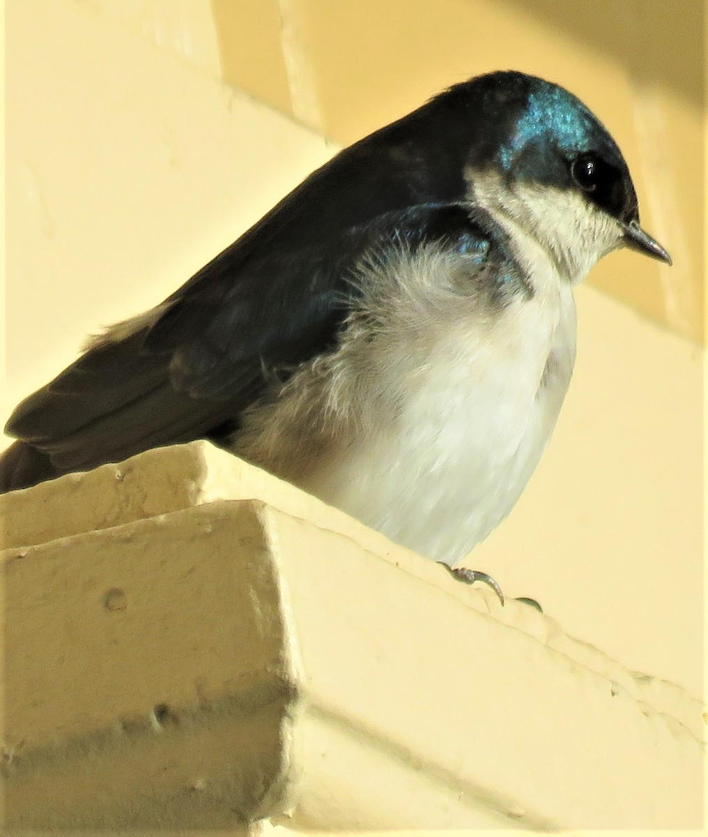 Tree Swallow - ML560145911