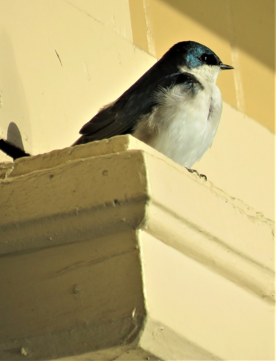 Tree Swallow - ML560145921