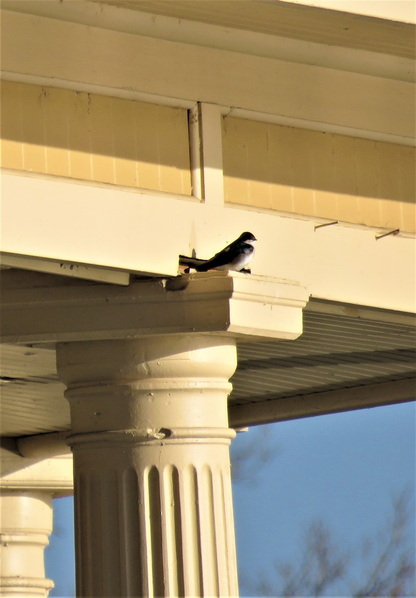 Tree Swallow - ML560145931