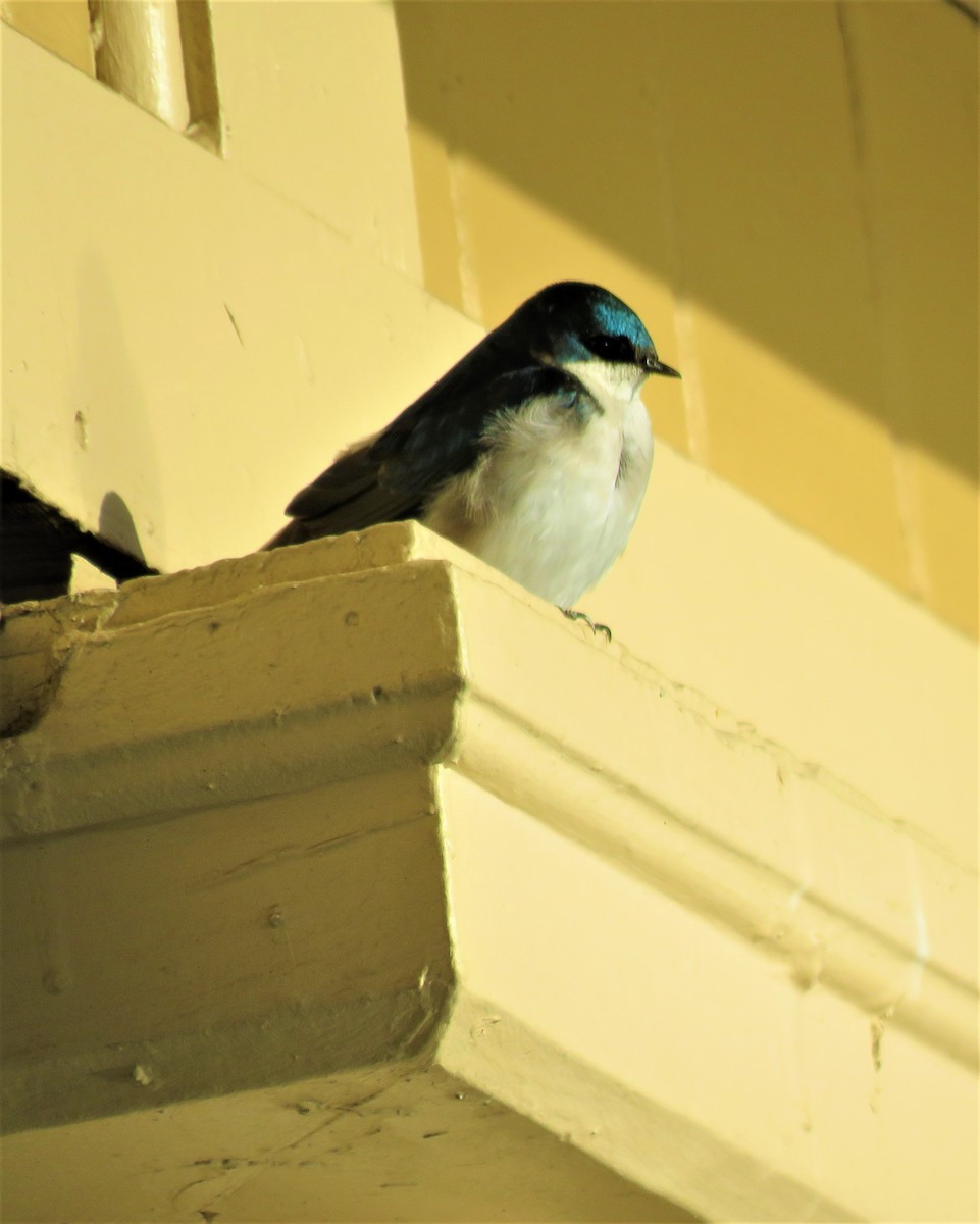 Tree Swallow - ML560145941