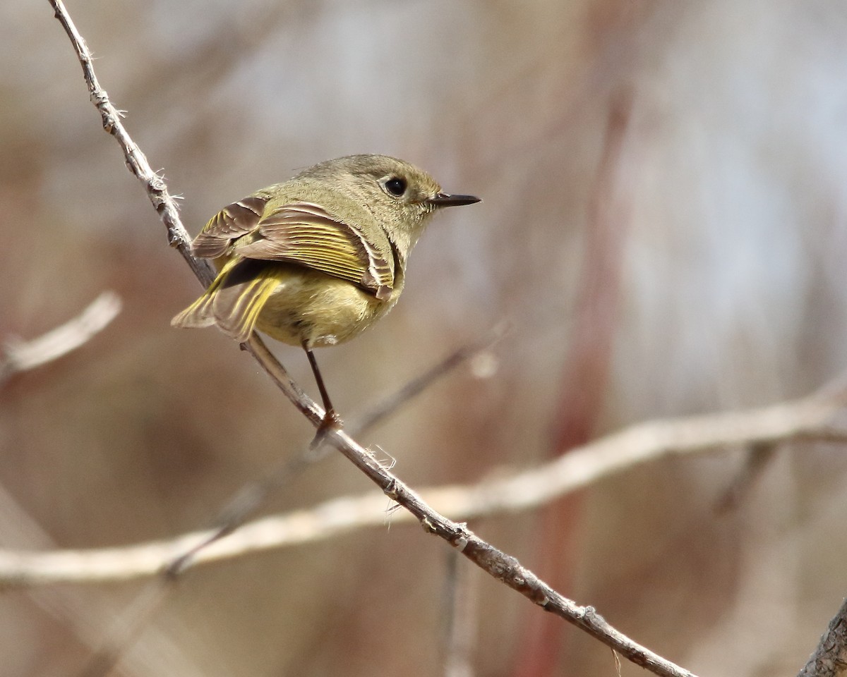 Ruby-crowned Kinglet - ML560146171