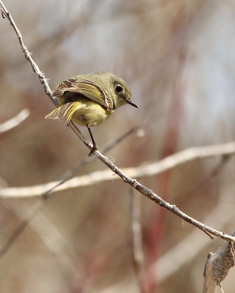 Ruby-crowned Kinglet - ML560146201