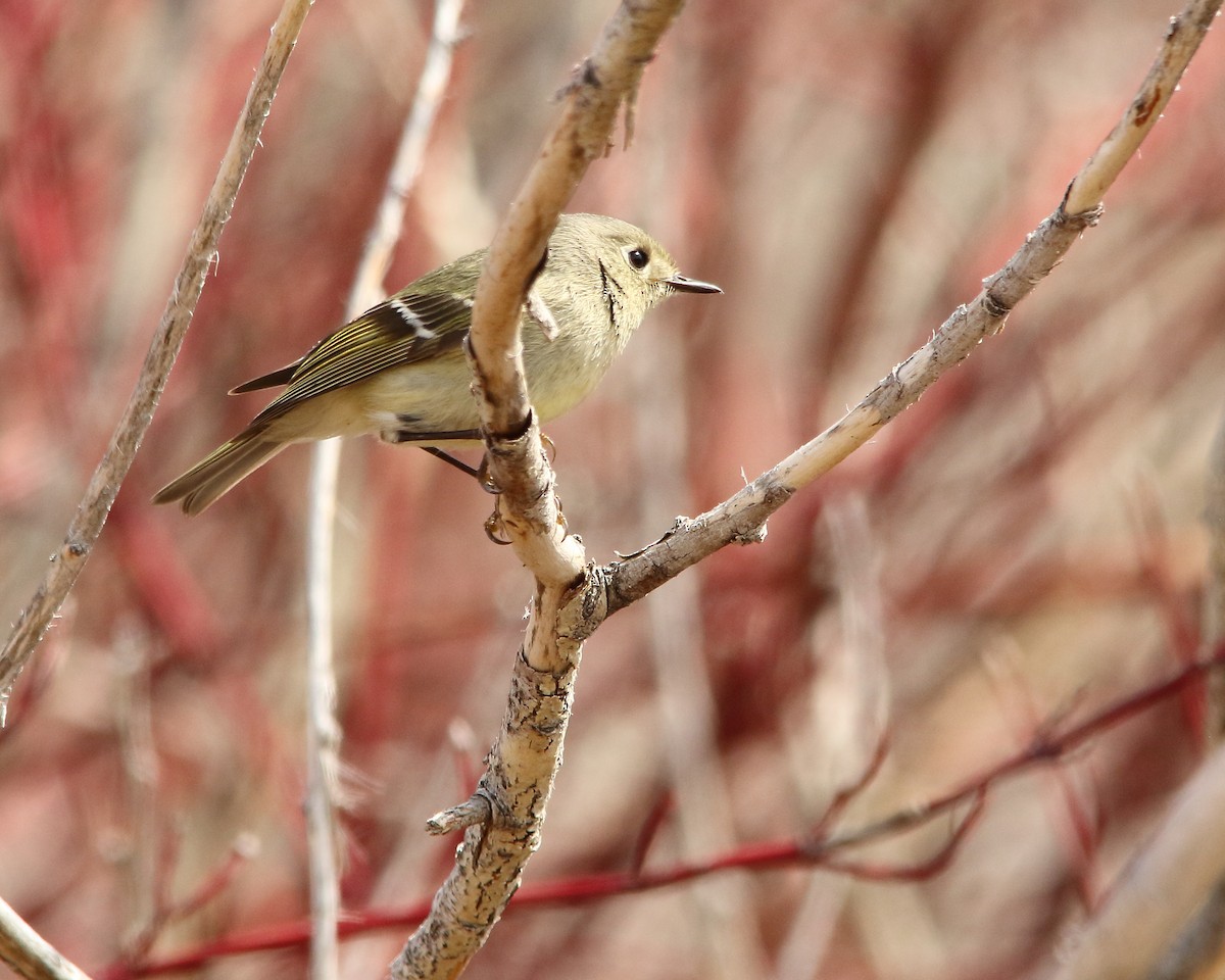 Ruby-crowned Kinglet - ML560146211