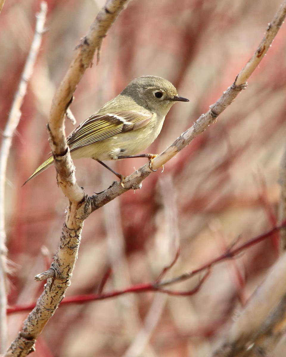 Ruby-crowned Kinglet - ML560146221