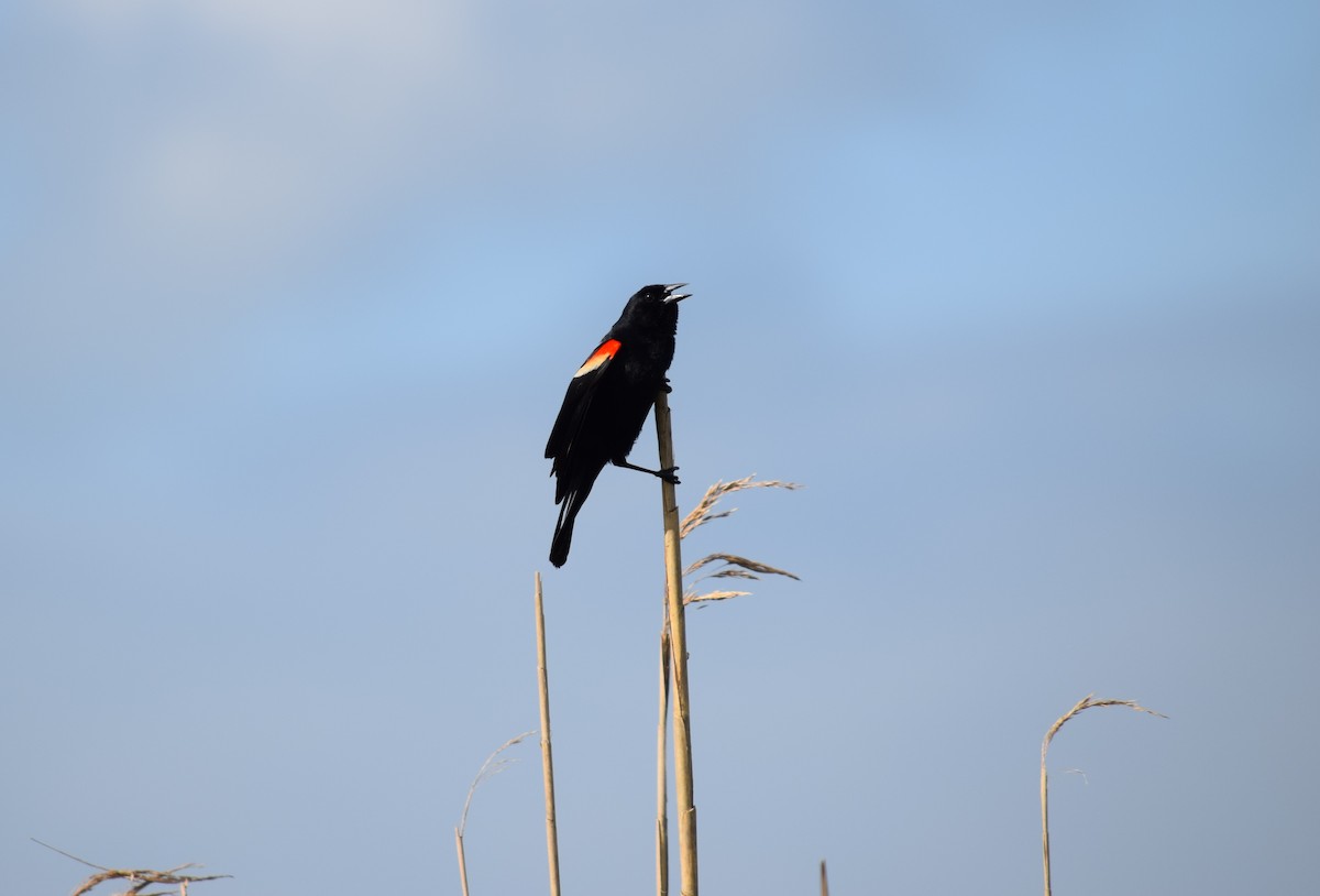 Red-winged Blackbird - Garrett Rhyne