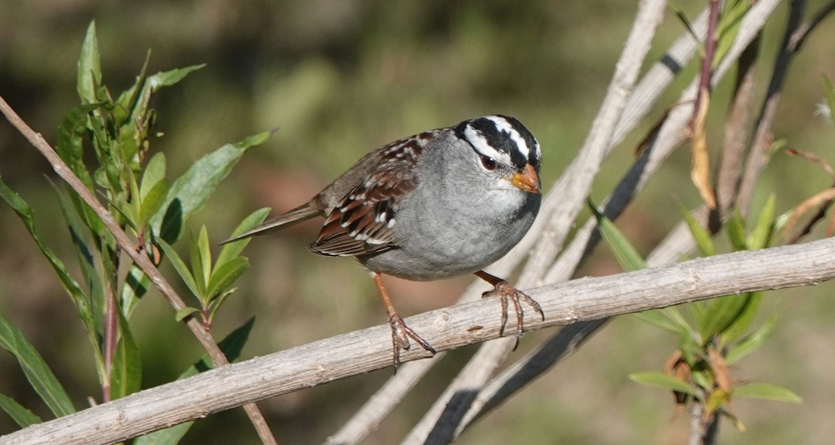 White-crowned Sparrow (Gambel's) - Brad Rumble
