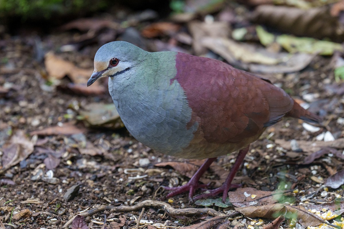 Buff-fronted Quail-Dove - Jeff Hapeman