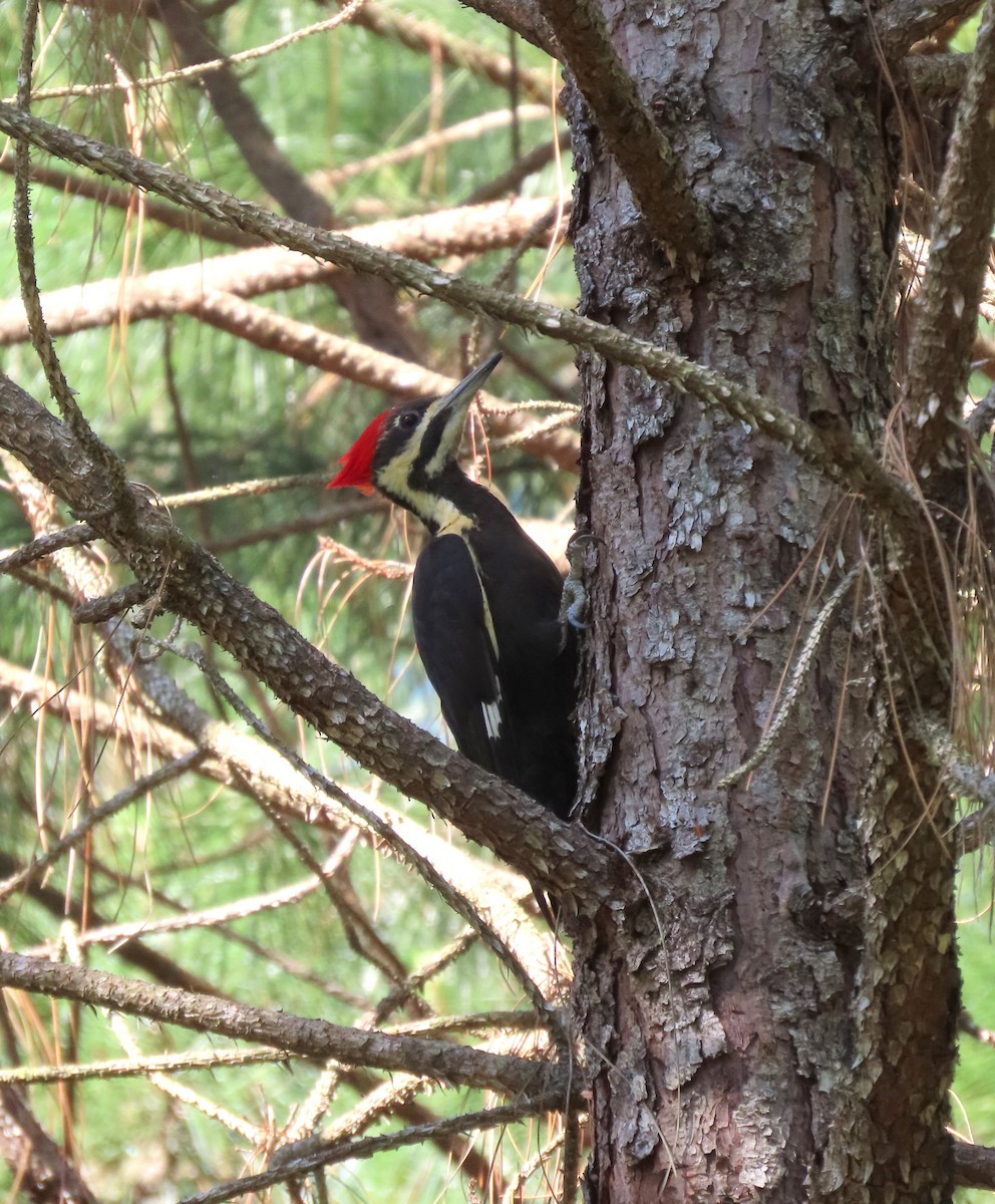 Pileated Woodpecker - ML560149261