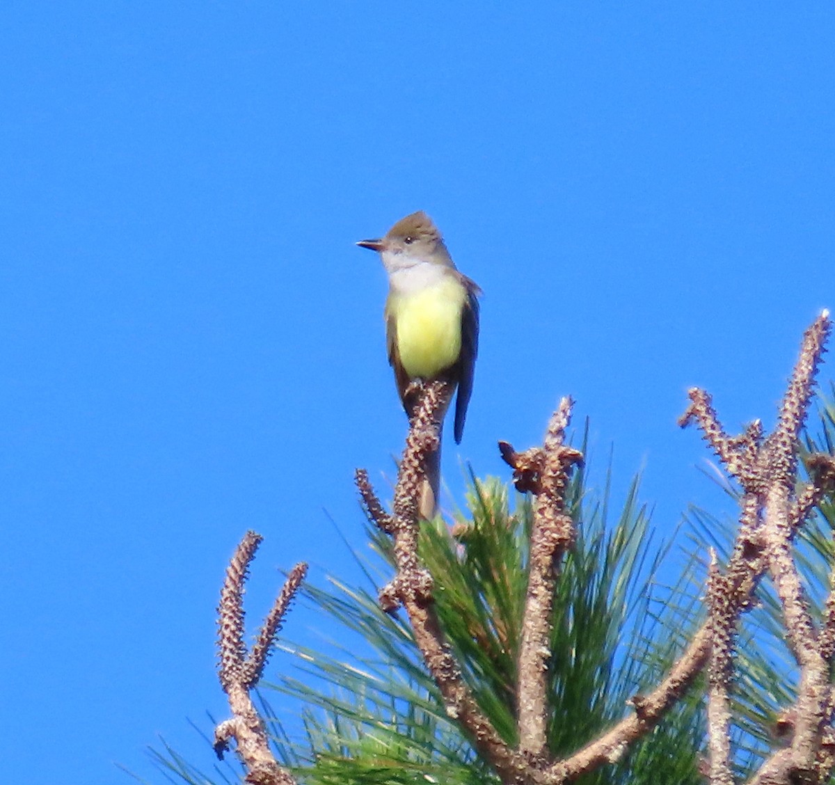 Great Crested Flycatcher - ML560149291