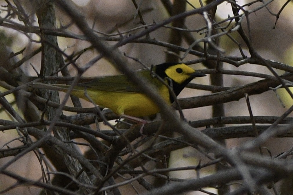 Hooded Warbler - Brian Bailey