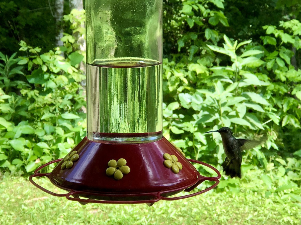 Ruby-throated Hummingbird - ML560149391