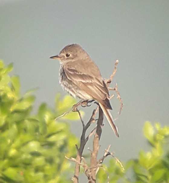 Gray Flycatcher - ML560153951