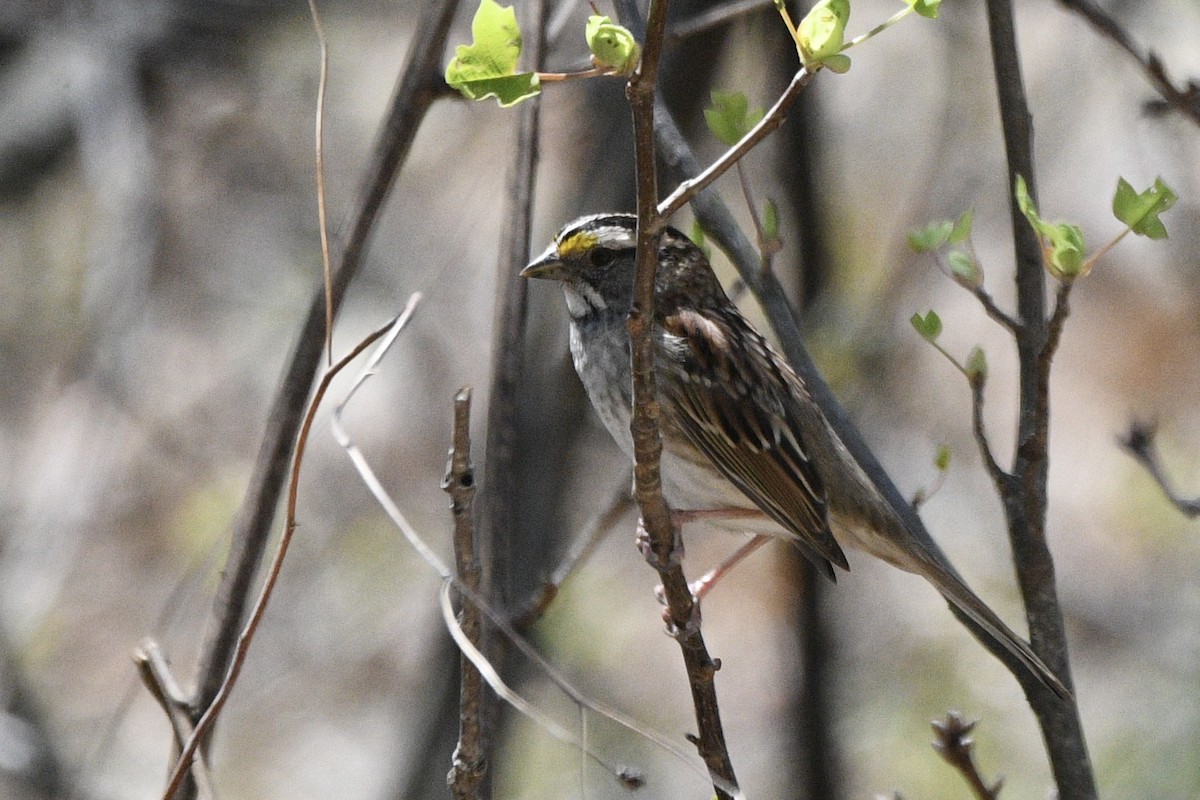 White-throated Sparrow - ML560154491