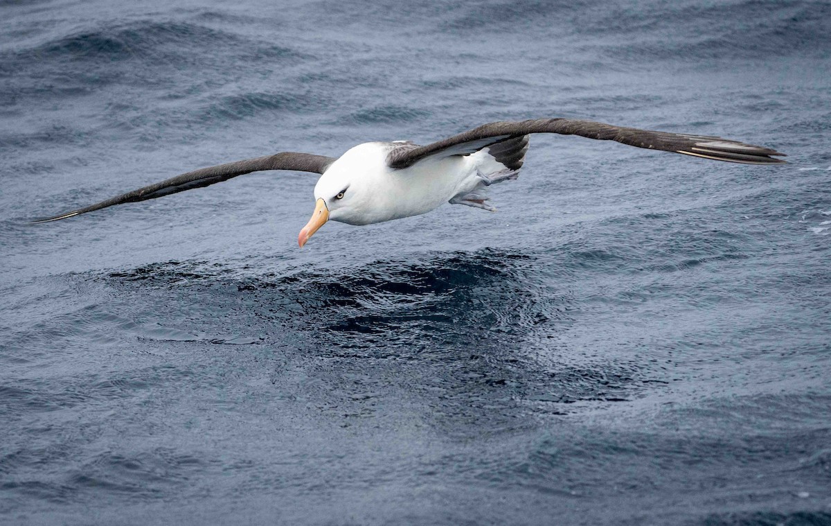 Black-browed Albatross (Campbell) - ML560154591