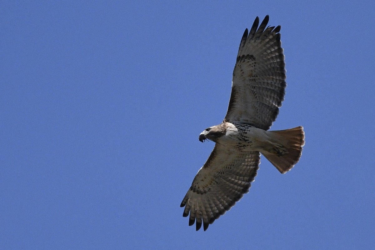 Red-tailed Hawk - Brian Bailey