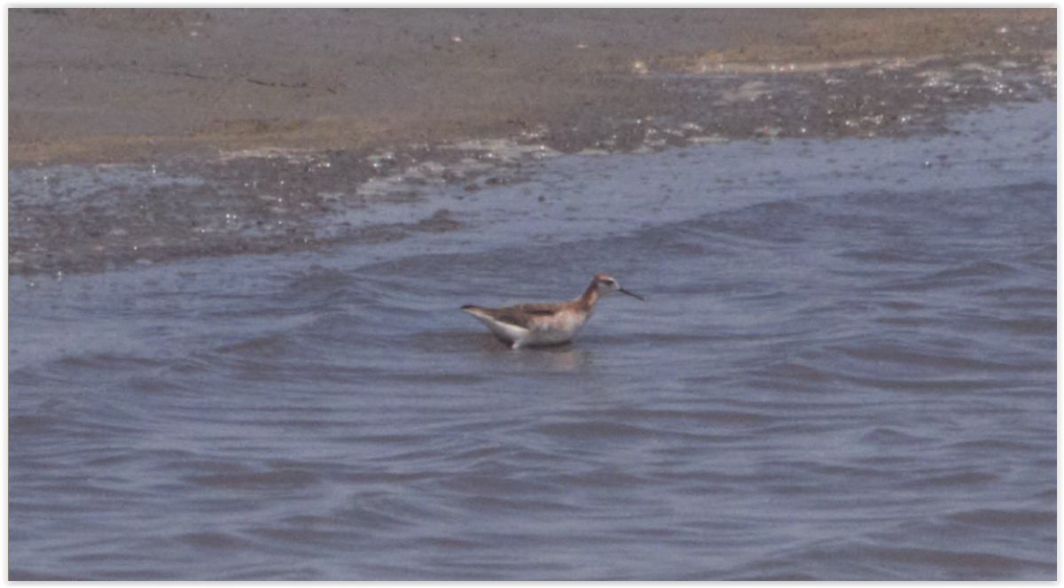 hvithalesvømmesnipe - ML56015471