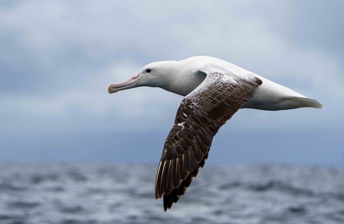 Southern Royal Albatross - ML560154731
