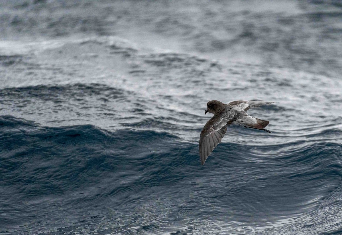 Gray-backed Storm-Petrel - ML560154771
