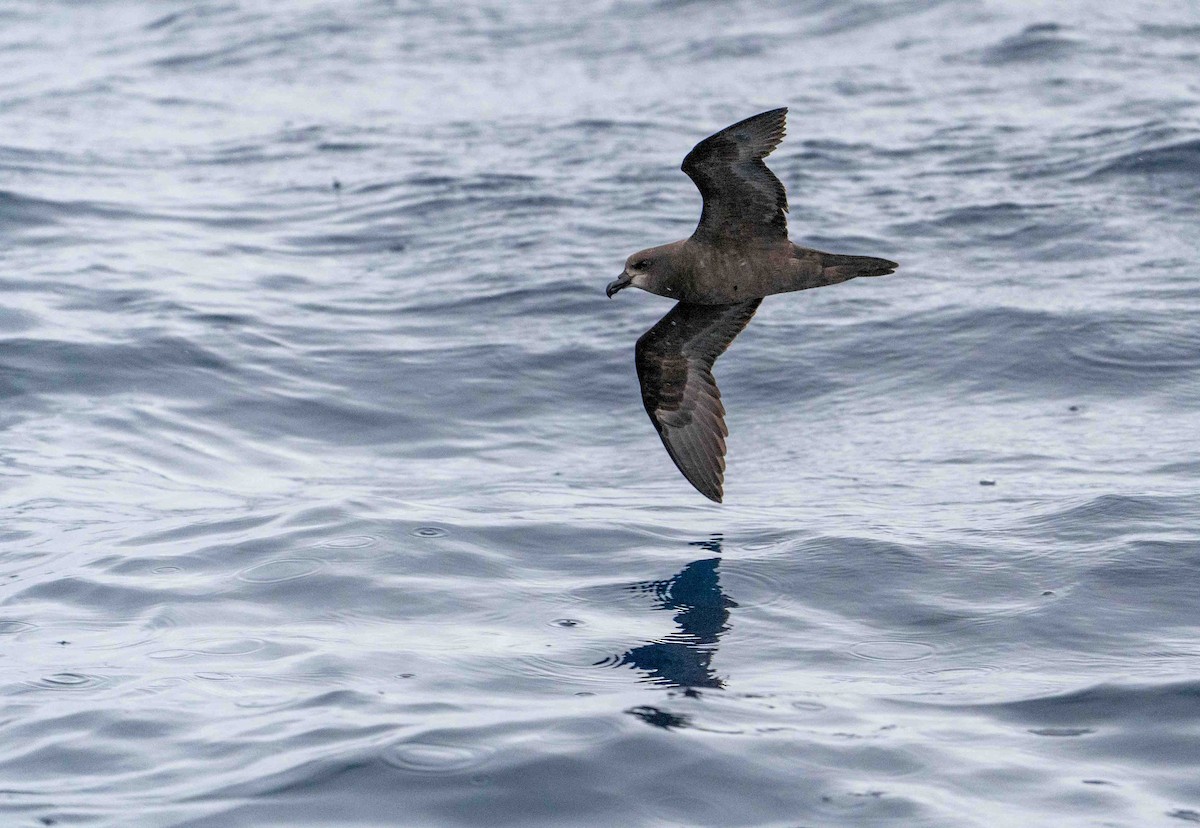 Gray-faced Petrel - ML560154961