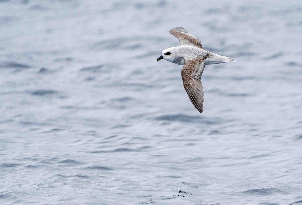 White-headed Petrel - ML560155031
