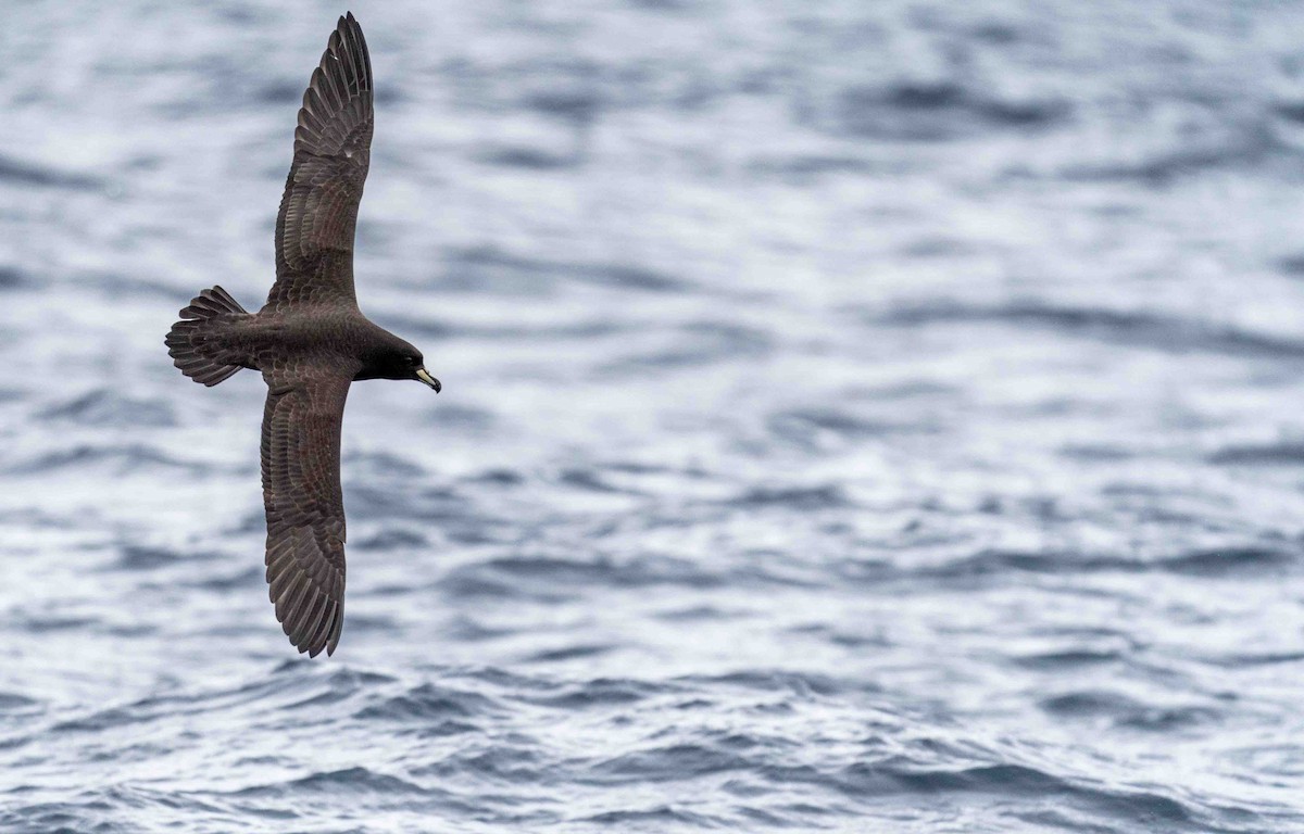 Westland Petrel - ML560155071