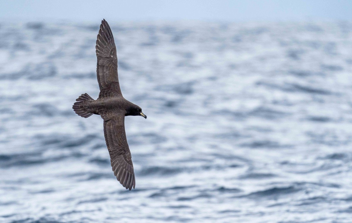 Westland Petrel - ML560155081